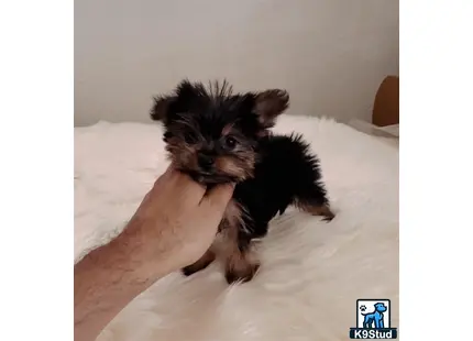 a yorkshire terrier dog holding a stuffed animal